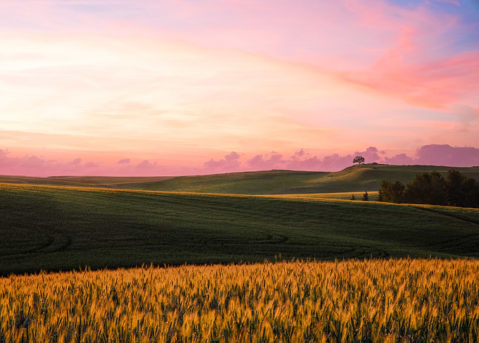 Pink Skies & Grain