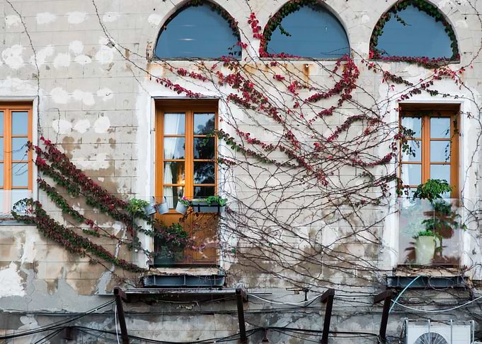 Patina & Vines