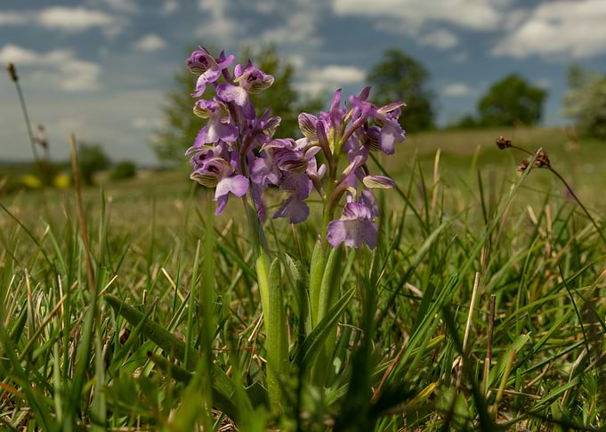 Purple Orchid in Grassy Field