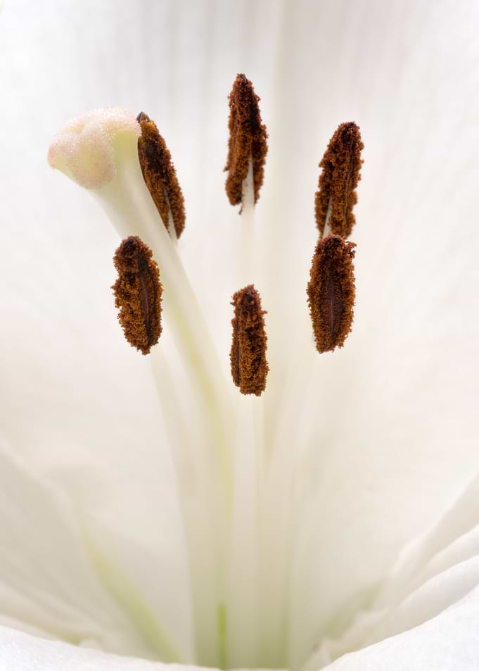 Ivory Bloom Core