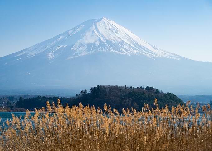 Mount Fuji Landscape with Golden Reeds