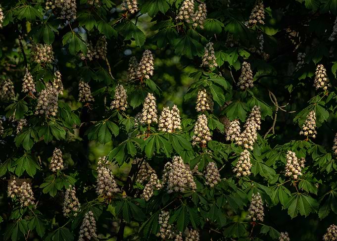 Chestnut tree in bloom