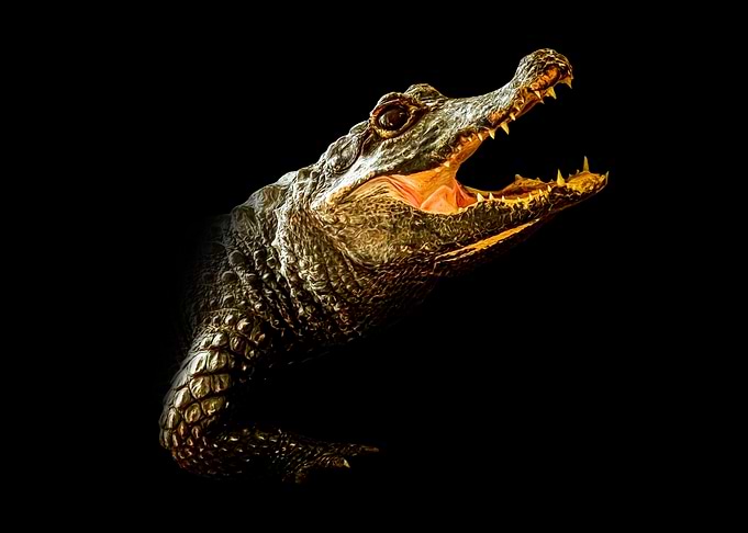 Alligator with Open Mouth on Black
