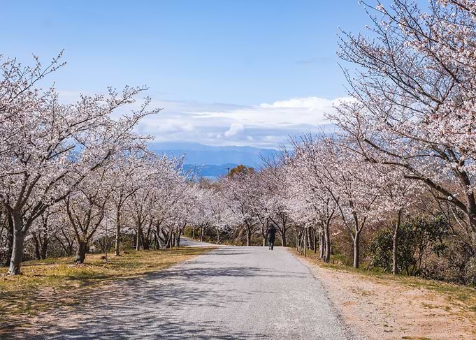 Cherry Blossom Path In Shikoku, Japan