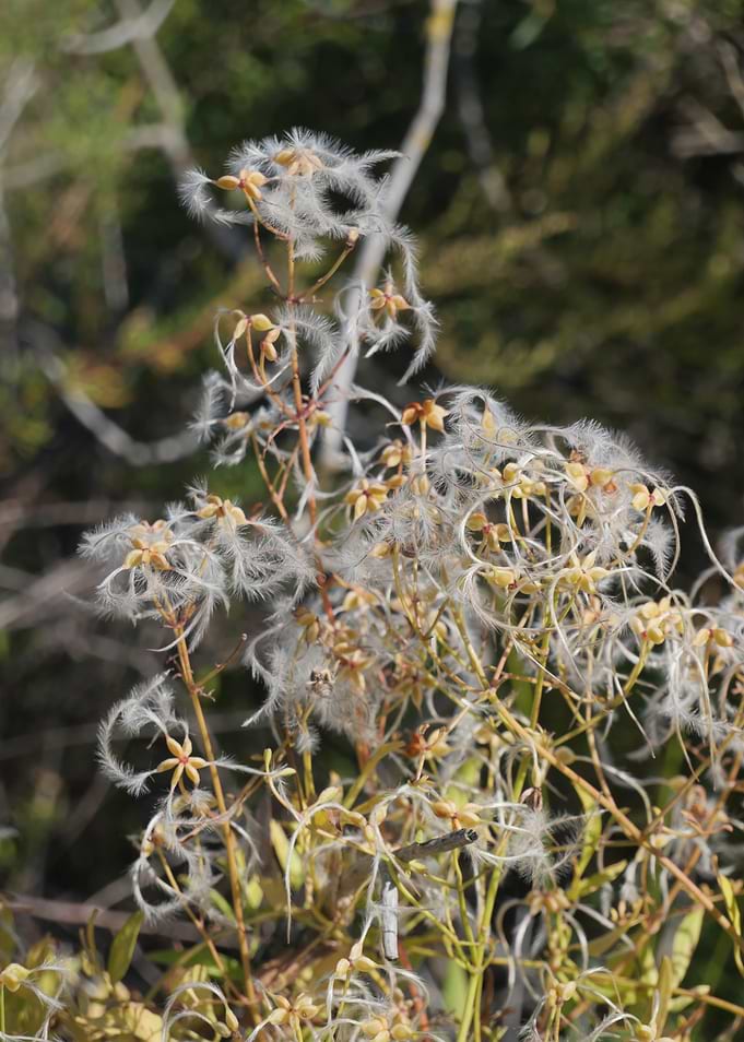 Dancing nature