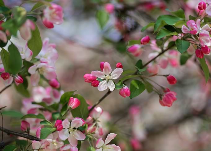 Pink and White Blossoms on Branches