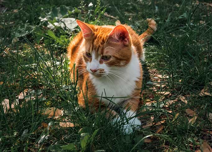 Orange and White Cat in Grass