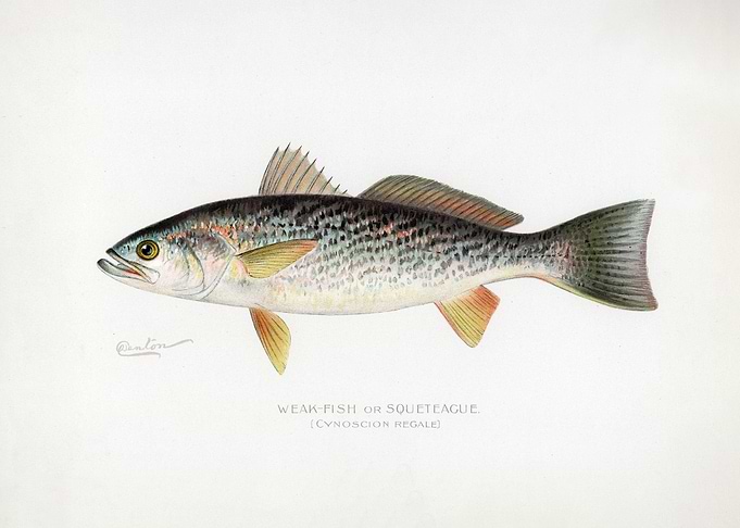Weakfish or Squeteague Illustration