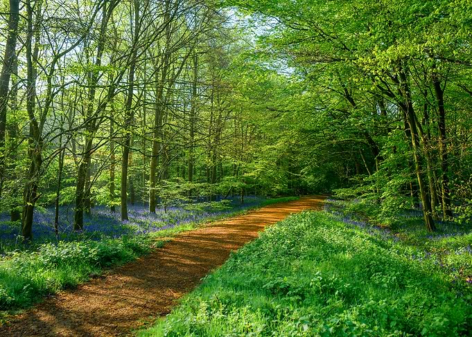 Forest Path with Bluebells