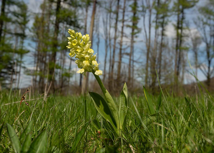 Yellow Orchid in Grassy Field