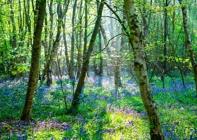 Spring Sunlight