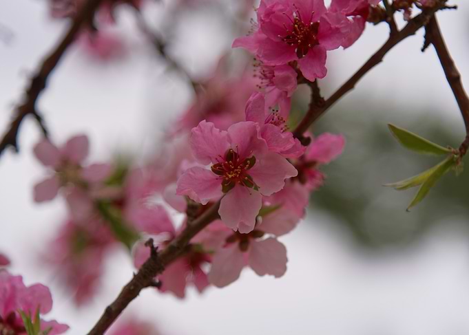 Pink blossoms on a tree branch