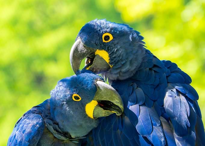 Two Hyacinth Macaws Close-Up