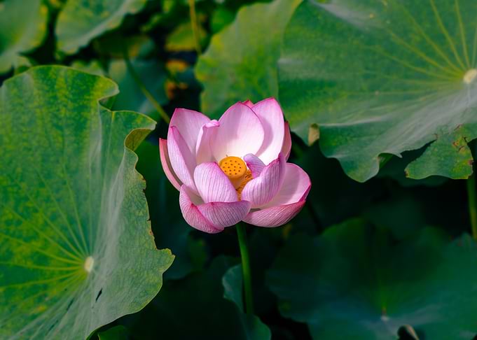 Pink Lotus Flower with Green Leaves