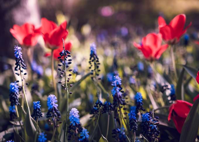 Red Tulips and Blue Muscari Flowers