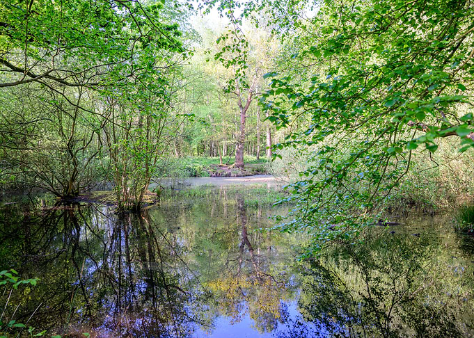 Reflections in a Forest Pond