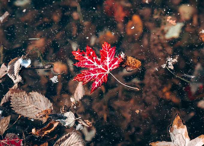 Red Maple Leaf in Water