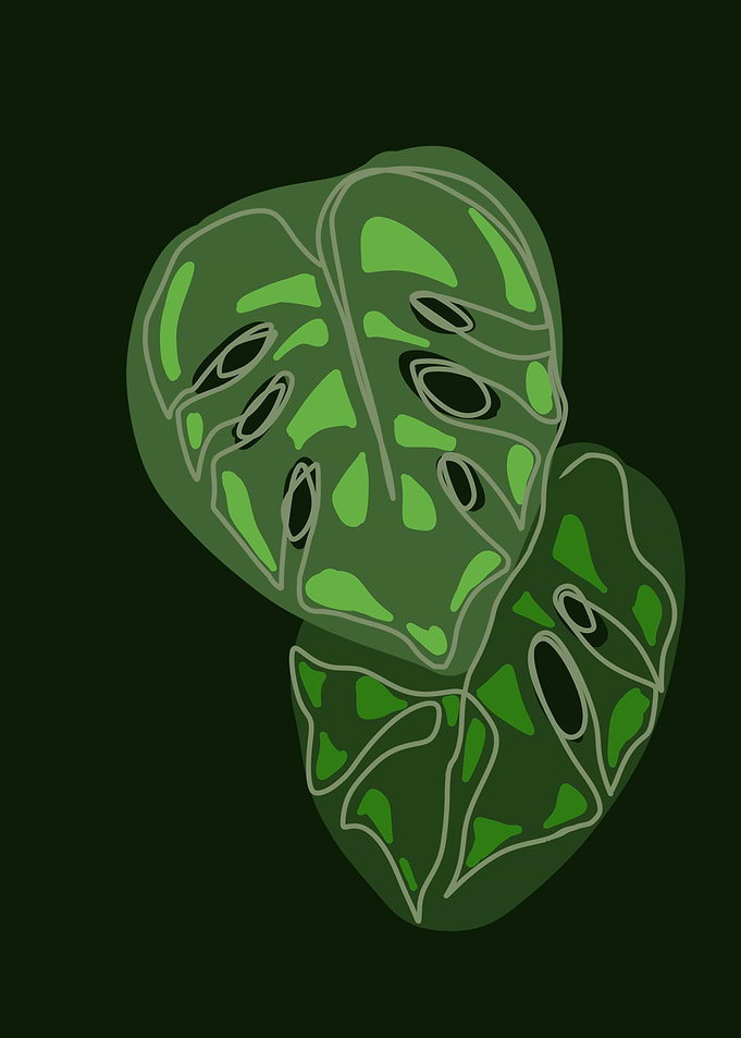 Monstera Leaves Illustration