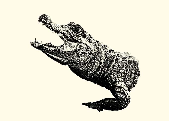 Alligator with Open Mouth