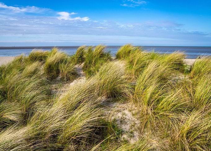 Beach Grass on Sand Dunes