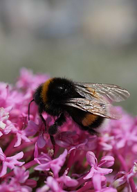 Bumblebee on Pink Flowers