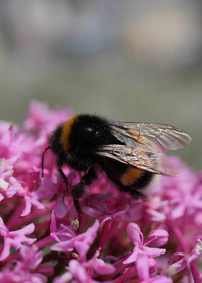 Bumblebee on Pink Flowers