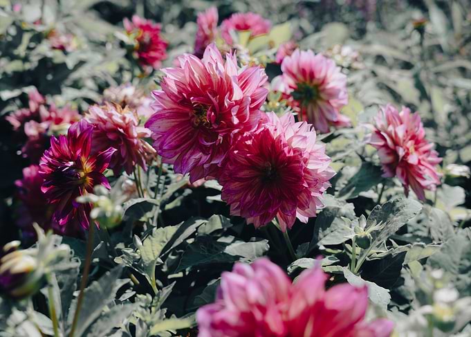 Pink and Purple Dahlia Flowers