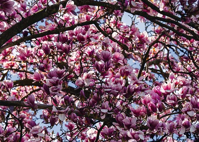 Magnolia Tree in Full Bloom