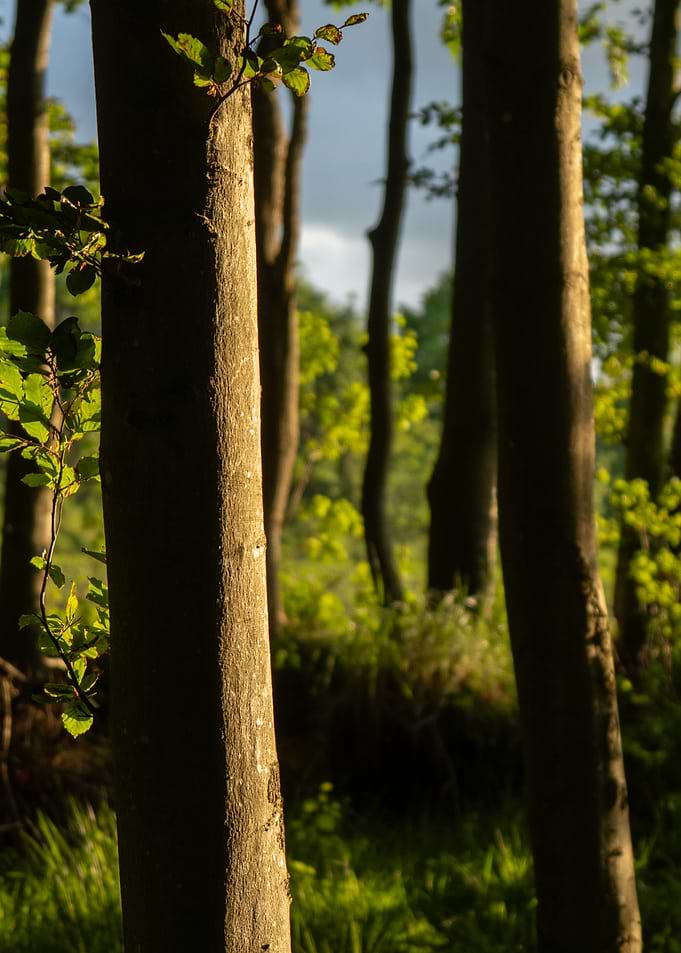 Sunlit Forest Trees