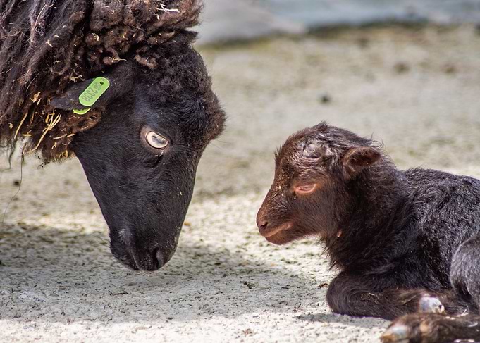 Black Sheep and Lamb Portrait