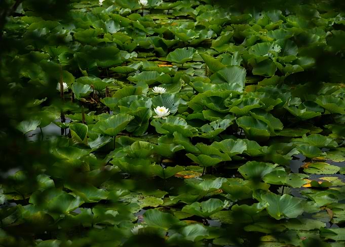 Lily Pads and Water Lilies