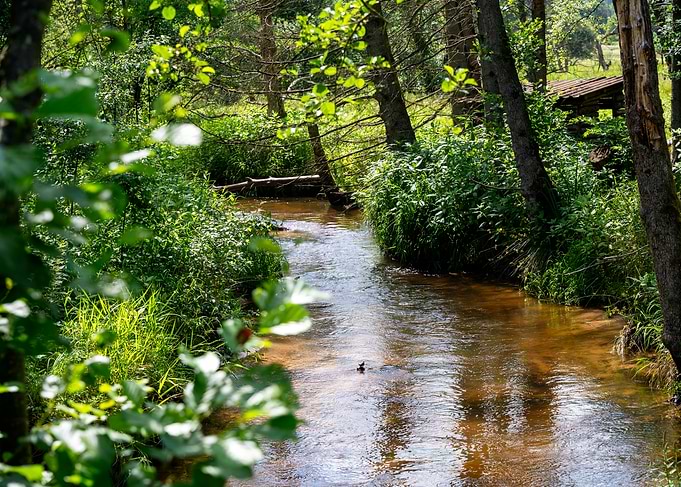 Forest Stream