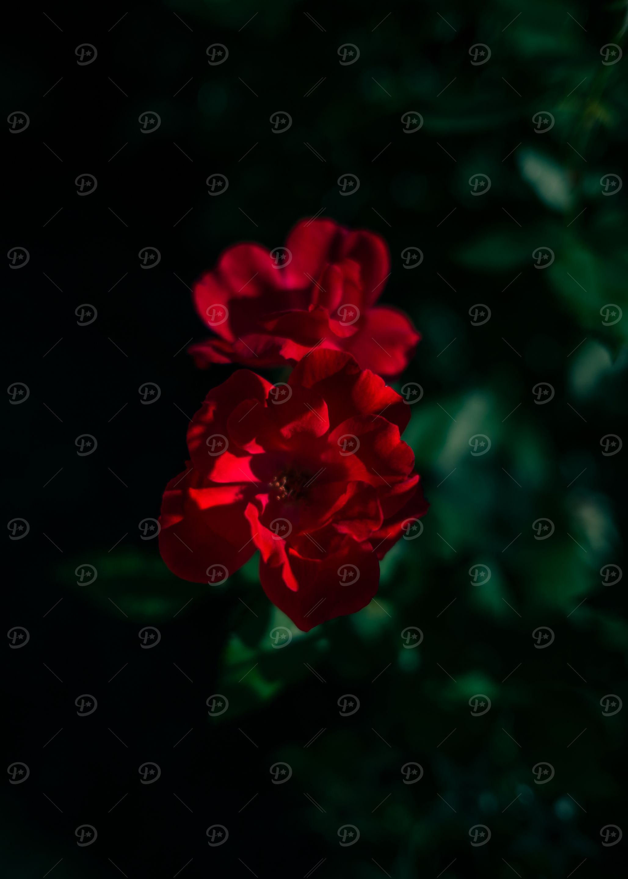 Red Roses in Dark Green Garden
