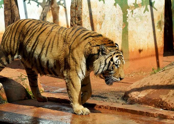 Tiger Prowling in Enclosure