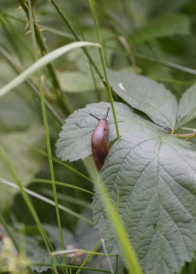 Slug on a Leaf