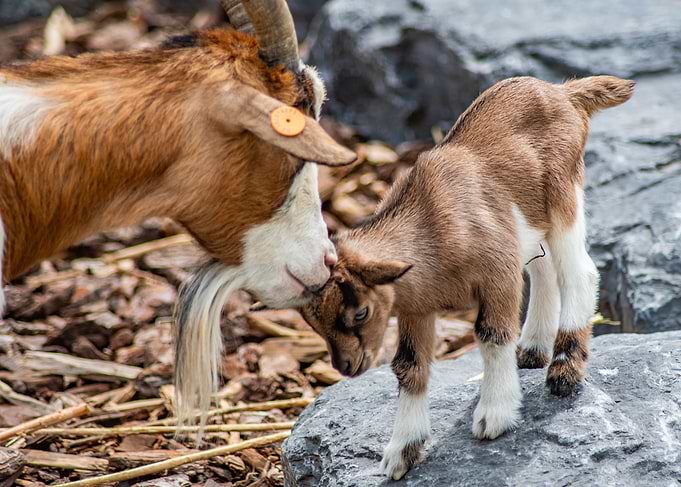Goat and Kid on Rocks