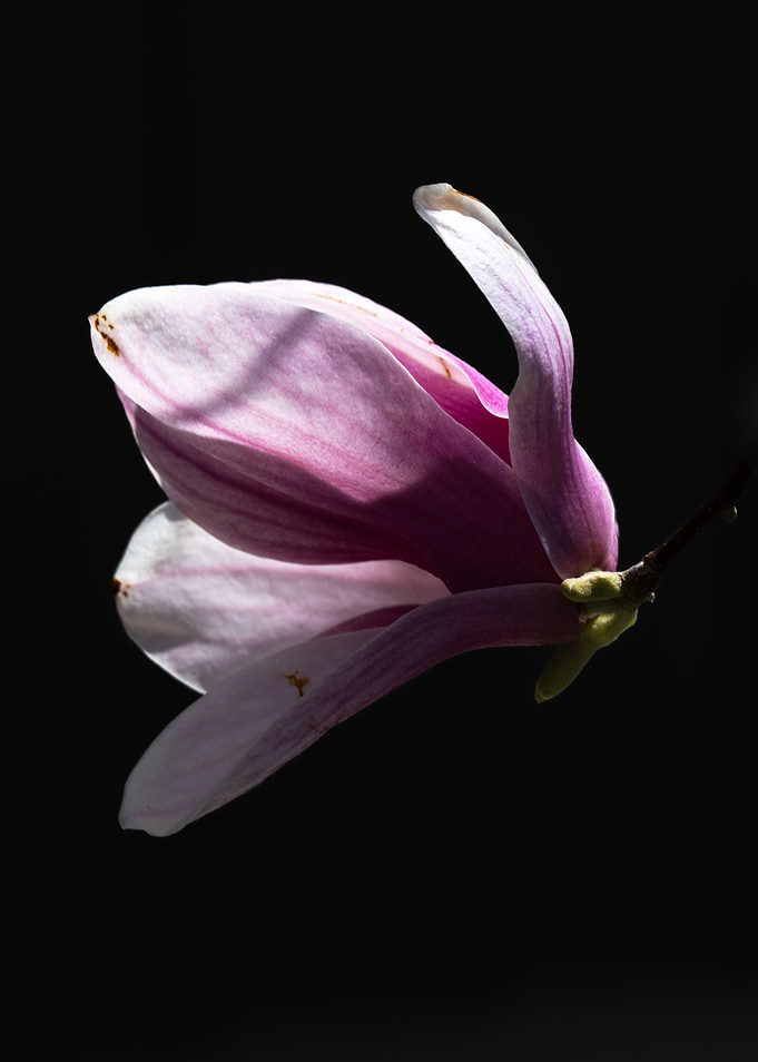 Magnolia Blossom on Black Background