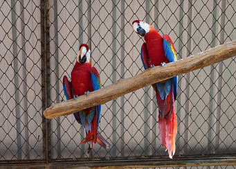 Two Scarlet Macaws on a Branch