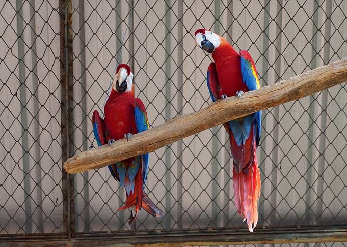 Two Scarlet Macaws on a Branch