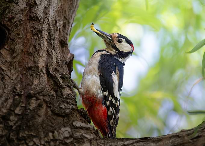 The Forest Forager – Great Spotted Woodpecker Portrait