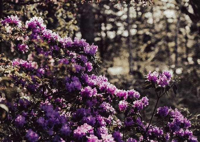 Purple Rhododendron Bush in Bloom
