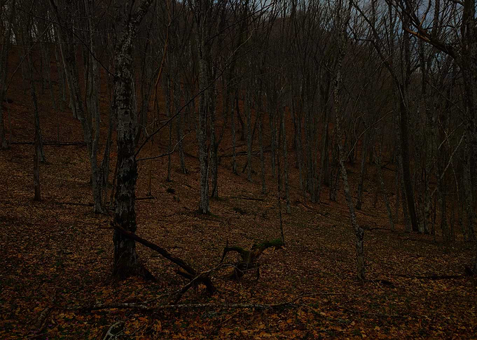 Dark Autumn Forest