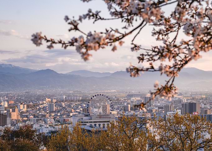 Cherry Blossoms at Sunset in Matsuyama, Japan