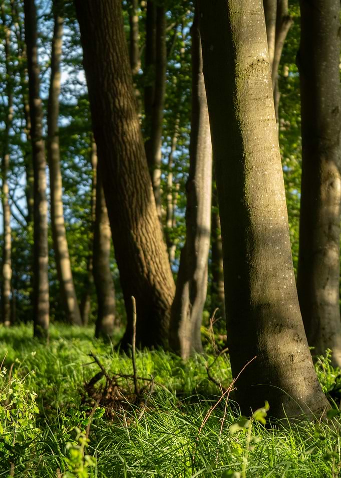 Sunlit Forest Scene