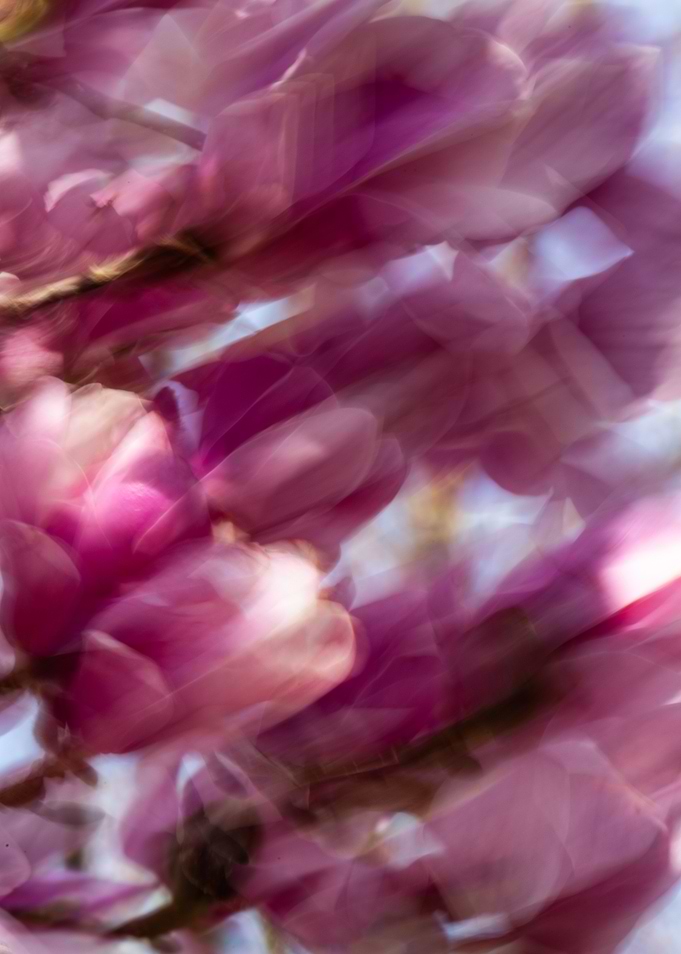 Abstract Pink Magnolia Blossom
