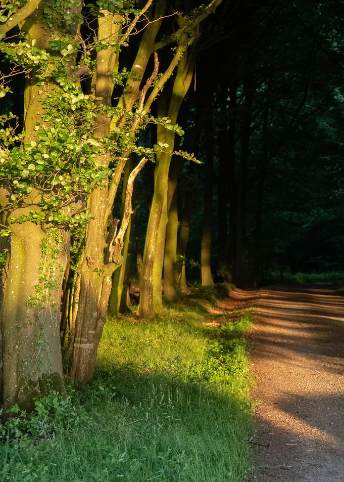 Sunlit Forest Path