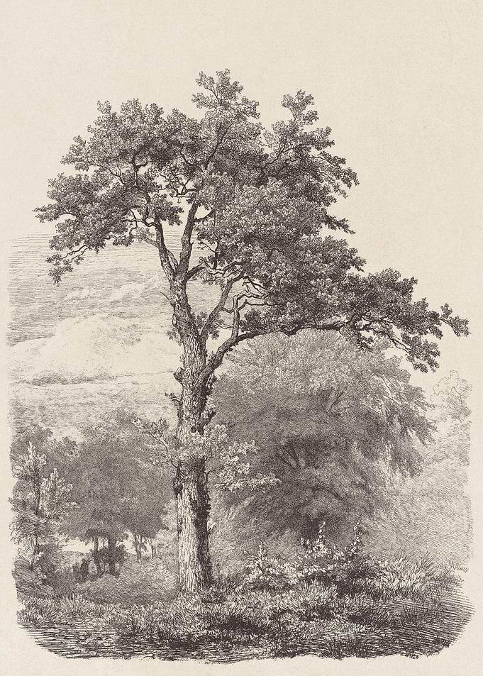 Tree Landscape Drawing no. 23