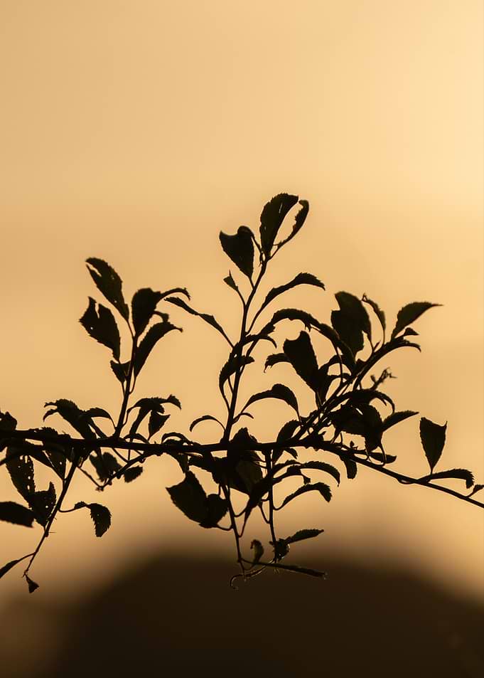 Silhouette of leaves against golden sky