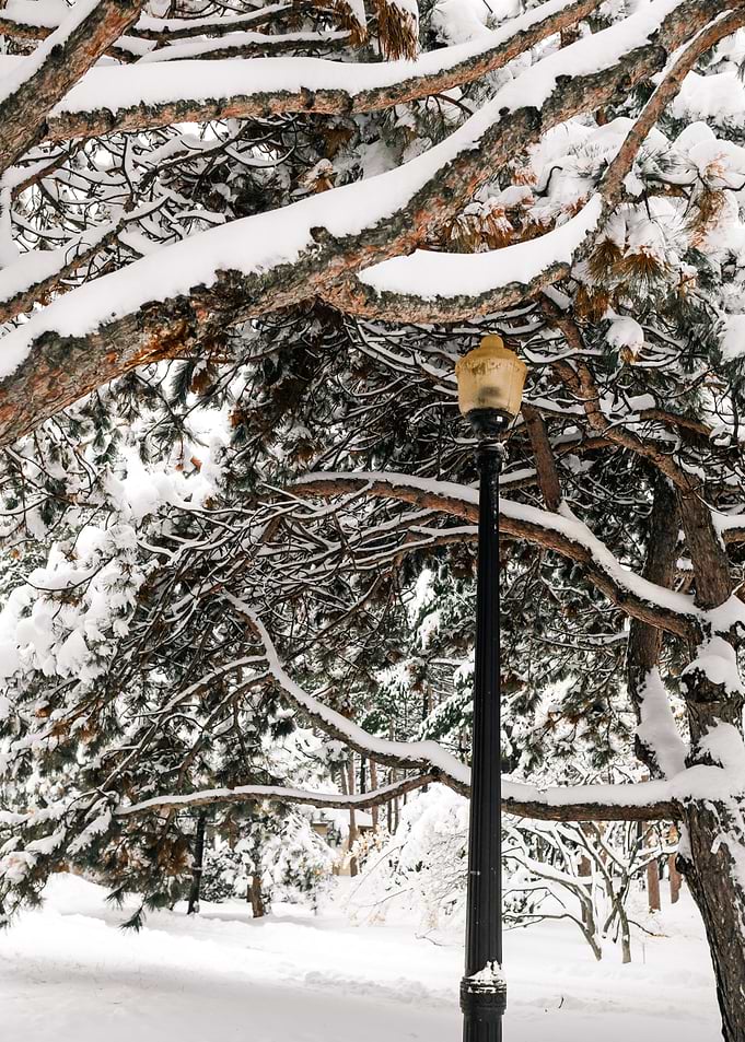 Snowy Park with Lamp Post