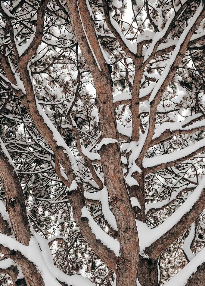 Snow-Covered Tree Branches